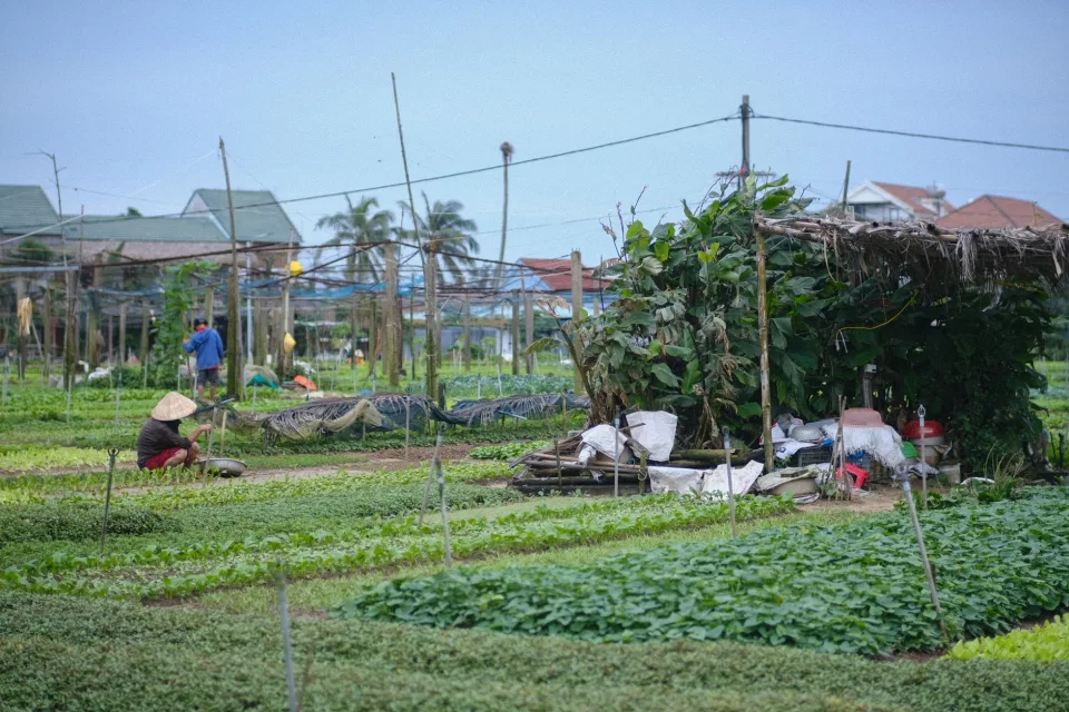 Nông sản tươi sạch có sẵn tại vườn